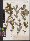 Foto von Salix aurita L. x Salix cinerea L.